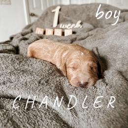Goldendoodle Puppies from Glamorous Golden Doodles