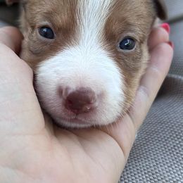 American Corgis and Companion Crosses from R and b corgis and farm