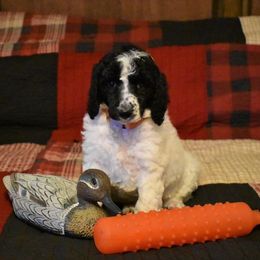 Labradoodles, Labrador Retrievers, and Poodles from L & R Kennel