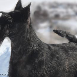 Scottish Terriers from Gallica Scottish Terriers
