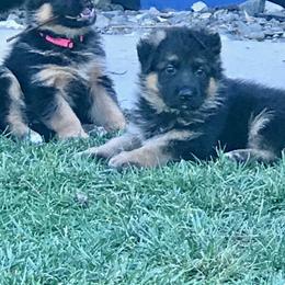 German Shepherd Puppies from Central Coast German Shepherds