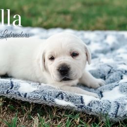 Bella-2nd pick female - Yellow Labrador Retriever puppy in Mt. Vernon, Texas from Bohlken Labradors