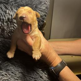 Golden Retriever Puppies from Personalized Dog Training - Windisch Goldens