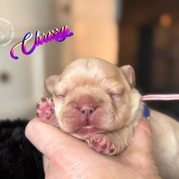 Three's Company, Chrissy Snow (fluffy) - Cream female French Bulldog puppy in Salem, Oregon from Toy House Frenchies