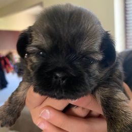 Shih Tzu All Grown Up from Monica Sauceda