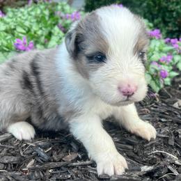 Buck - Blue merle male Australian Shepherd puppy in Loda, Illinois from Pilcher Farms