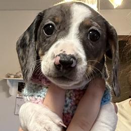 Dachshund Puppies from Cains River Valley Dachshunds