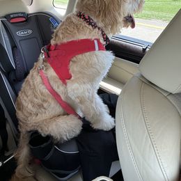 Aussiedoodle and Goldendoodle Puppies from Gray Doodles