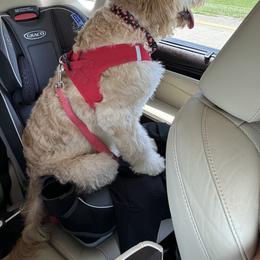 Aussiedoodle and Goldendoodle Puppies from Gray Doodles