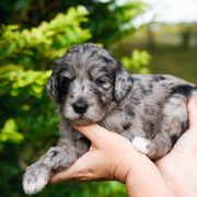 Bordoodle Puppies from 2J 2K Bordoodles