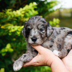 Bordoodle Puppies from 2J 2K Bordoodles