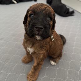 Goldendoodle Puppies from Wrigley's Doodles