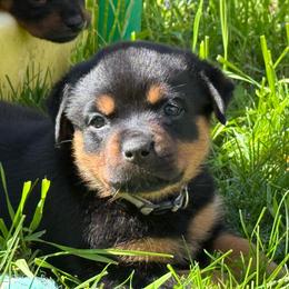 Girl 3 - Black and mahogany female Rottweiler puppy in Newfoundland, Pennsylvania from Poconopaws