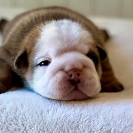 Bulldogs and French Bulldogs from River Valley Bulldogs