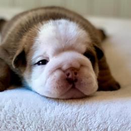 Bulldogs and French Bulldogs from River Valley Bulldogs