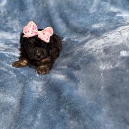 Rose - Black and tan female Havapoo puppy in Tennessee Colony, Texas from Poodle an Doodles 3:16