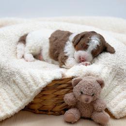 Winnie - Red merle female Aussiedoodle puppy in Manteca, California from Silva Ranch Doodles