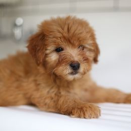 Esty - Apricot female Goldendoodle puppy in Stevens, Pennsylvania from Derek & Alexia Martin puppies