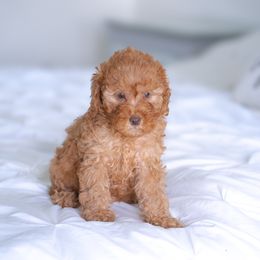 Skye - Apricot female Poodle puppy in Fort Myers, Florida from Blossom Paws