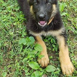 German Shepherds from Williams Treasured Shepherds