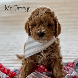 Mr Orange - Red  male Goldendoodle puppy in South Jordan, Utah from JD Goldendoodles