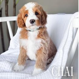 Chai - Red male Bernedoodle puppy in South Jordan, Utah from Wonderful World Doodles