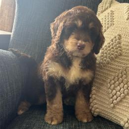 Milly - Tri-color female Bernedoodle puppy in Arabi, Georgia from Huckadoodle Farm