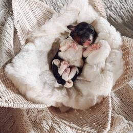 Flora - Tri-color female Cavapoo puppy in Virginia Beach, Virginia from Son Kissed Puppy Co