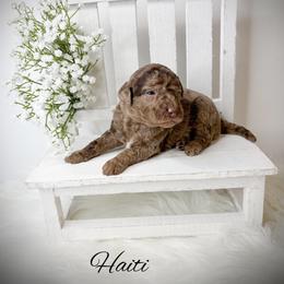 Haiti - Merle male Goldendoodle puppy in from Pink Poodles and Doodles