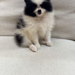 Ozzy - Black parti male Pomeranian puppy in Canandaigua, New York from Fingerlakes Pomeranians