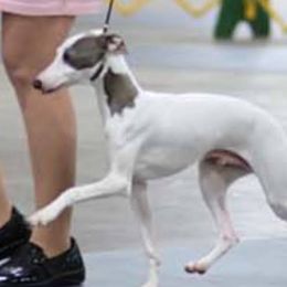 Stewie - Italian Greyhound