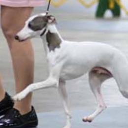 Stewie - Italian Greyhound