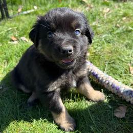 Sequoia - Blue merle female Miniature Australian Shepherd puppy in Medical Lake, Washington from MAS Gone Rogue