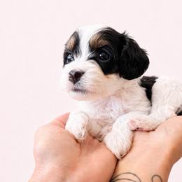 Ginger - Tri-color female Cavapoo puppy in Beech Island, South Carolina from New Moon Farm Canines