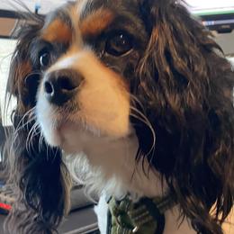Poka - Cavalier King Charles Spaniel