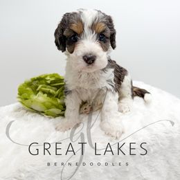 Hive - Blue merle male Bernedoodle puppy in Baroda, Michigan from Great Lakes Bernedoodles
