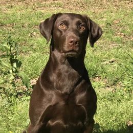 Minnie  - Labrador Retriever