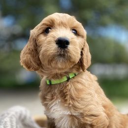Goldendoodle Puppies from Totally Texas Doodles