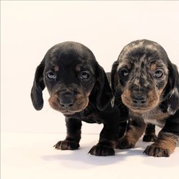 Rhiannon - Black and tan female Dachshund puppy in Ravenna, Ohio from Valhallah Farms