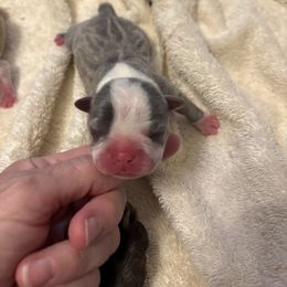 Blue Male - Red male Boston Terrier puppy in Mc Donough, Georgia from Ballard Boston Terriers