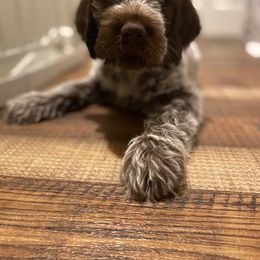 Wirehaired Pointing Griffon Puppies from Pine Barren Griffons