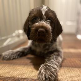 Wirehaired Pointing Griffon Puppies from Pine Barren Griffons