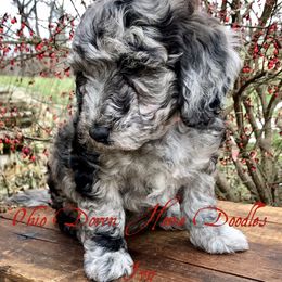 Goldendoodle Puppies from Ohio Down Home Doodles