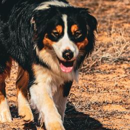 Australian Shepherds from Dancing M Kennels