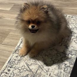 Zenith - Pomeranian