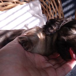 Dachshund Puppies from Michigan Rockin' Dachshunds