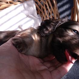 Dachshund Puppies from Michigan Rockin' Dachshunds