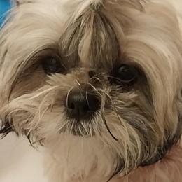 Zoey - Shih Tzu