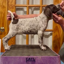 Amelia - Liver and white female German Shorthaired Pointer puppy in North Branch, Minnesota from Chrishelle Farm
