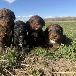 English Springer Spaniel, Poodle, and Springerdoodle Puppies from Little Mountain Springers, Springerdoodles & Poodles
